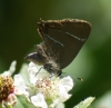 White-letter Hairstreak - missing tail streamers