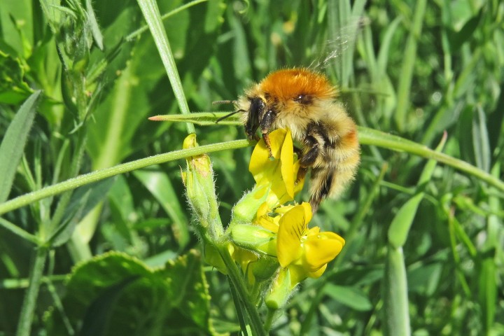 Muscorum Copyright: Adrian Kettle