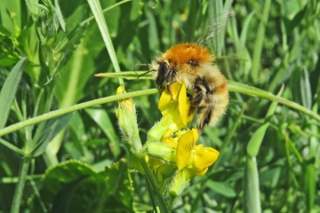 Muscorum Copyright: Adrian Kettle