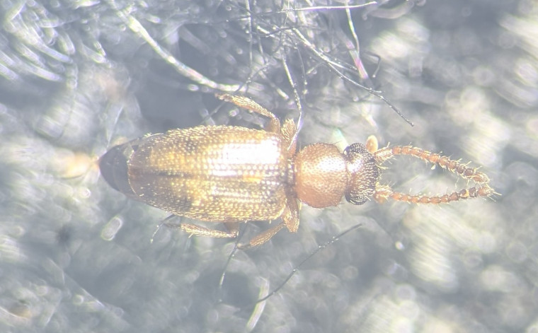 Psammoecus bipunctatus Copyright: Robert Smith