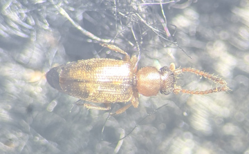 Psammoecus bipunctatus Copyright: Robert Smith