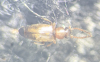 Psammoecus bipunctatus 