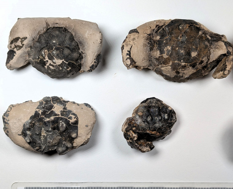 Chigwell Fossil Crabs London Clay scale mm Copyright: Mike Daniels Collection
