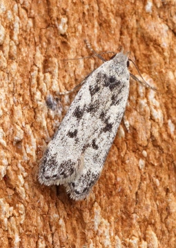 Anacampsis blattariella 2 Copyright: Ben Sale