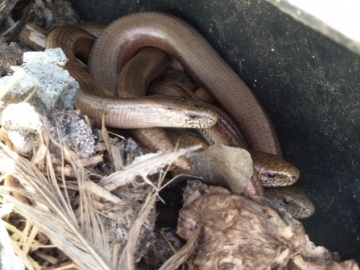 3 Slow worms Copyright: Allison Evans