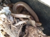 3 Slow worms Copyright: Allison Evans