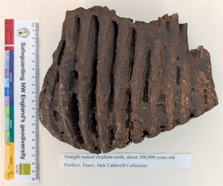 Purfleet Elephant Tooth 2 300 000 years old Copyright: Jack Caldwell Collection