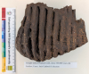 Purfleet Elephant Tooth 2 300 000 years old 