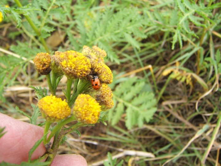 Adonis' Ladybird 2 Copyright: Peter Pearson