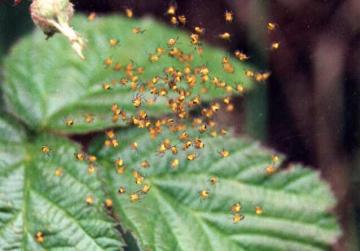 Araneus spiderlings-1 Copyright: Frederick Linehan