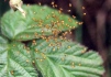 Araneus spiderlings-1 
