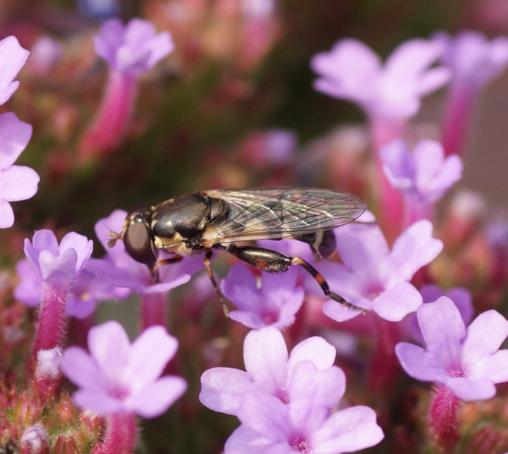 Syritta pipiens female Copyright: Roger Payne