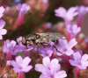 Syritta pipiens female