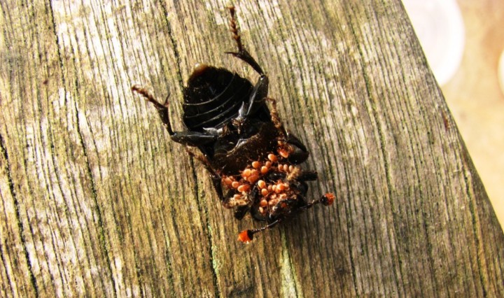 Nicrophorus humator 2 Copyright: Graham Smith