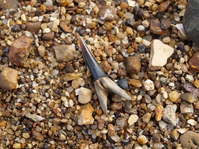 Fossil shark tooth on Maylandsea beach. Copyright: Gerald Lucy