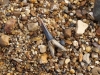 Fossil shark tooth on Maylandsea beach. 