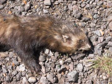 Polecat OR ferret Copyright: David Corke