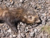 Polecat or Ferret 