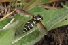 X citrofasciatum