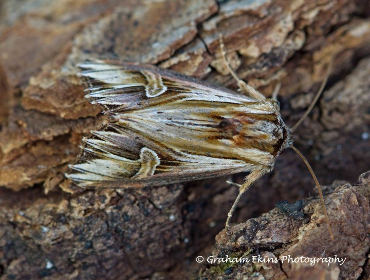 Purple Cloud  Actinotia polyodon Copyright: Graham Ekins