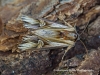 Purple Cloud  Actinotia polyodon