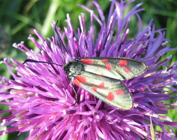 Six Spot Burnet 2. Copyright: Stephen Rolls