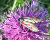 Six Spot Burnet 2. Copyright: Stephen Rolls