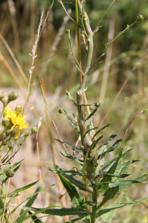 Aulacidea hieracii galls on Hieracium Copyright: Peter Harvey