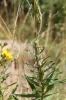 Aulacidea hieracii galls on Hieracium 