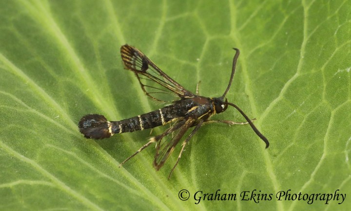 Synanthedon tipuliformis Currant Clearwing Copyright: Graham Ekins