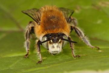 Anthophora quadrimaculata Copyright: Peter Harvey