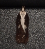 Acleris cristana 7 Copyright: Ben Sale