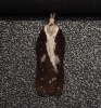 Acleris cristana 7