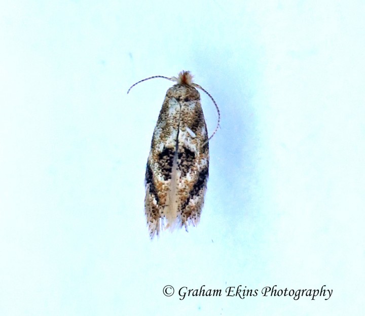 Bucculatrix ulmifoliae GD 8th June 2021 Copyright: Graham Ekins