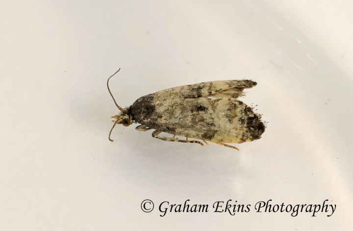 Cochylis dubitana (GD) Copyright: Graham Ekins