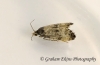 Cochylis dubitana (GD) 