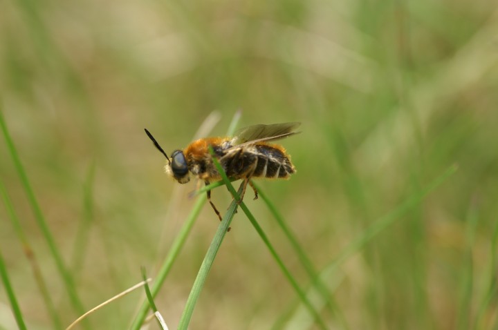 Stratiomys longicornis Copyright: Guillaume Lemoine