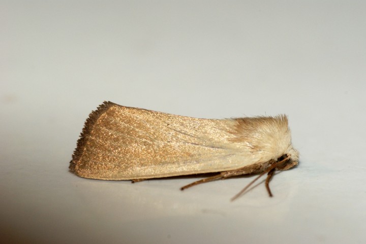 Fen Wainscot 2 Copyright: Ben Sale