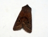 Common Quaker