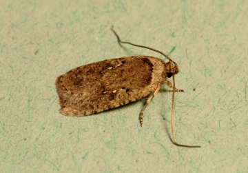 Agonopterix ciliella Copyright: Peter Furze