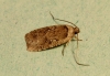 Agonopterix ciliella