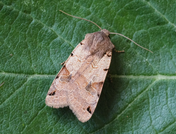 Brown-spot Pinion Copyright: Gavin Price