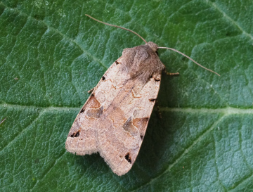 Brown-spot Pinion Copyright: Gavin Price