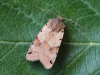 Brown-spot Pinion Copyright: Gavin Price