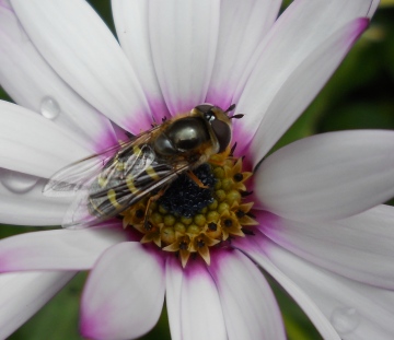 Scaeva selenetica female on Osteospermum Copyright: Roger Payne