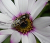 Scaeva selenetica female on Osteospermum Copyright: Roger Payne