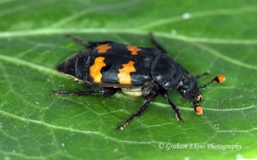 Nicrophorus interruptus Copyright: Graham Ekins