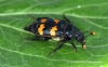 Nicrophorus interruptus Copyright: Graham Ekins