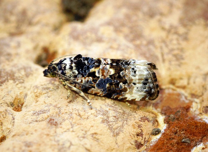 Endothenia gentianaeana Copyright: Ben Sale