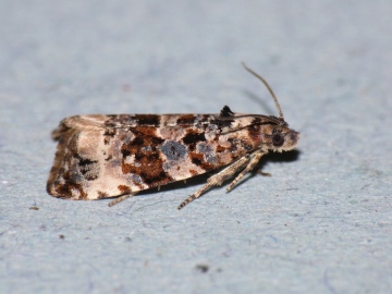 Endothenia marginana Copyright: Peter Furze